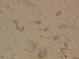 Inocybe griseolilacina image