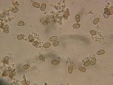 Inocybe griseolilacina image