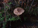 Inocybe stellatospora image