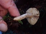 Inocybe stellatospora image