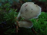 Hohenbuehelia petaloides image