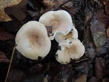 Hygrophorus roseobrunneus image