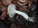 Hygrophorus roseobrunneus image