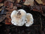 Hygrophorus roseobrunneus image