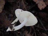 Hygrophorus roseobrunneus image