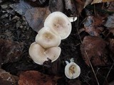 Hygrophorus roseobrunneus image