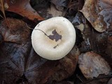 Hygrophorus roseobrunneus image