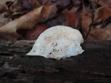 Leptoporus mollis image