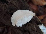 Leptoporus mollis image