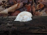 Leptoporus mollis image