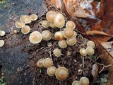 Mycena inclinata image