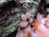 Mycena inclinata image