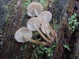 Mycena inclinata image