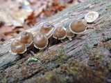 Mycena inclinata image