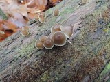 Mycena inclinata image