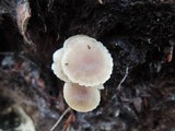 Mycena inclinata image