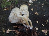Mycena inclinata image