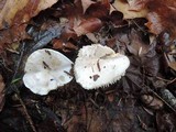 Tricholoma subresplendens image