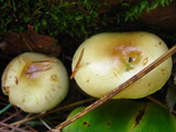 Pholiota alnicola var. alnicola image