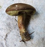 Imleria badia image