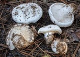 Hygrophorus ponderatus image