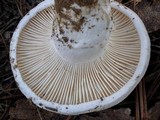 Hygrophorus ponderatus image