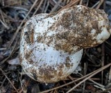 Hygrophorus ponderatus image
