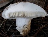 Hygrophorus ponderatus image