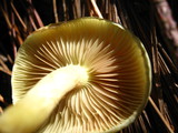 Pholiota alnicola image