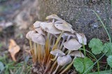Mycena inclinata image