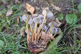 Mycena inclinata image