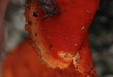 Pycnoporus sanguineus image