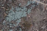 Leprocaulon microscopicum image