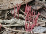 Clavulinopsis corallinorosacea image