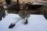Pseudoclitocybe cyathiformis image