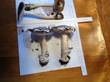 Amanita pachycolea image