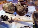 Amanita pachycolea image