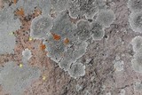 Dimelaena radiata image