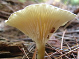 Ampulloclitocybe clavipes image