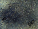 Chrysomphalina grossula image