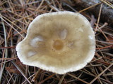 Ampulloclitocybe clavipes image