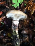 Gomphidius oregonensis image