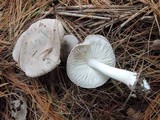 Tricholoma pseudoterreum image