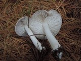 Tricholoma pseudoterreum image