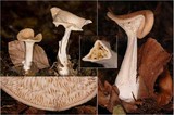 Lepista flaccida image