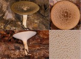 Polyporus tuberaster image