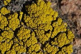 Candelariella rosulans image