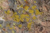 Candelariella rosulans image