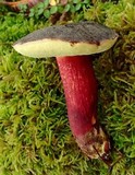 Xerocomellus atropurpureus image