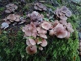 Mycena maculata image